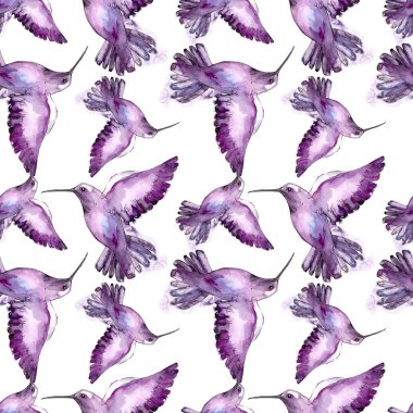 Bir yaban hayatı izole gökyüzü kuş colibri. Suluboya arka plan illüstrasyon seti. Kesintisiz arka plan deseni.