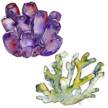 Renkli su altı doğa mercan resifi. Suluboya arka plan seti. İzole mercanlar illüstrasyon elemanı.