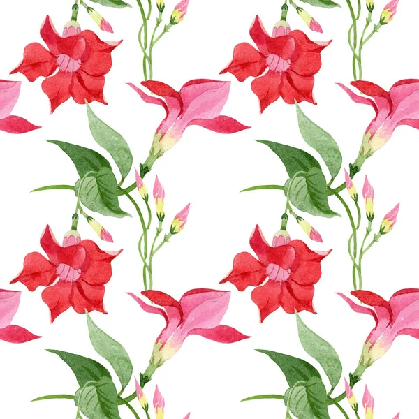 Kırmızı dipladenia çiçek botanik çiçekler. Suluboya arka plan illüstrasyon seti. Kesintisiz arka plan deseni. — Stok fotoğraf