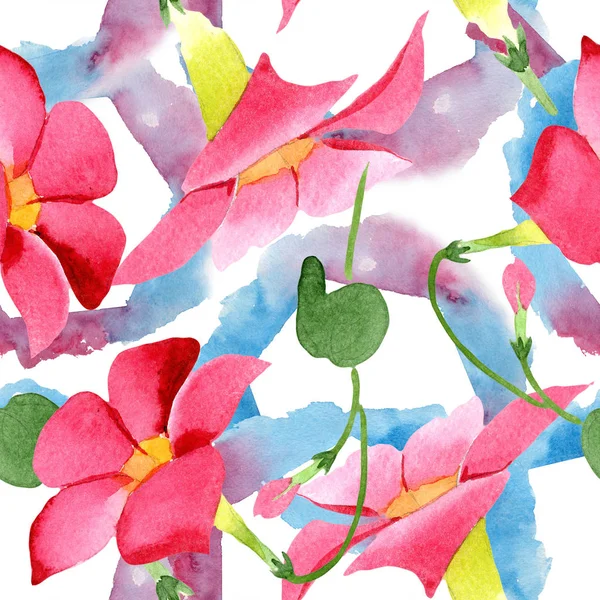 Kırmızı dipladenia çiçek botanik çiçekler. Suluboya arka plan illüstrasyon seti. Kesintisiz arka plan deseni.