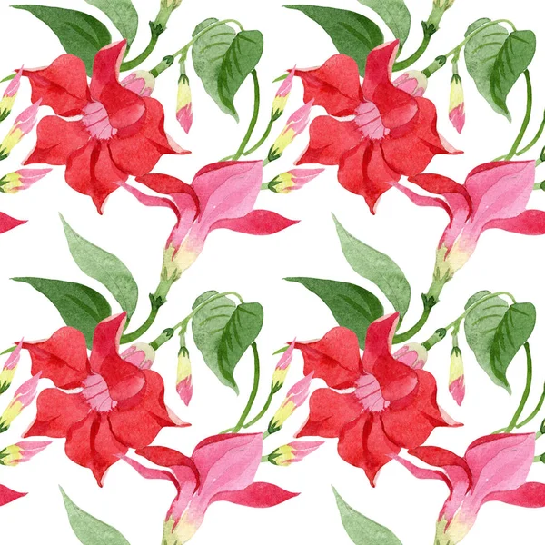 Kırmızı dipladenia çiçek botanik çiçekler. Suluboya arka plan illüstrasyon seti. Kesintisiz arka plan deseni.
