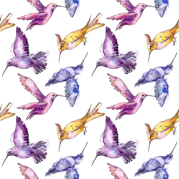Himmelsvogel Colibri in einer Tierwelt isoliert. Aquarell Hintergrundillustration Set. nahtloses Hintergrundmuster. — Stockfoto