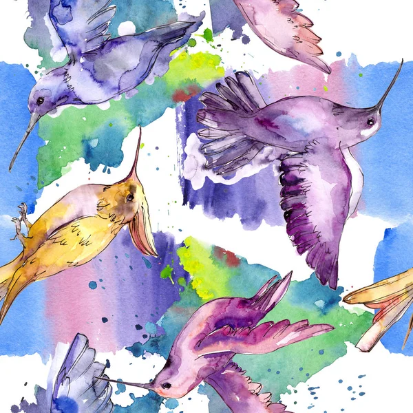 Sky bird colibri in a wildlife isolated. Ensemble d'illustration de fond aquarelle. Modèle de fond sans couture . — Photo