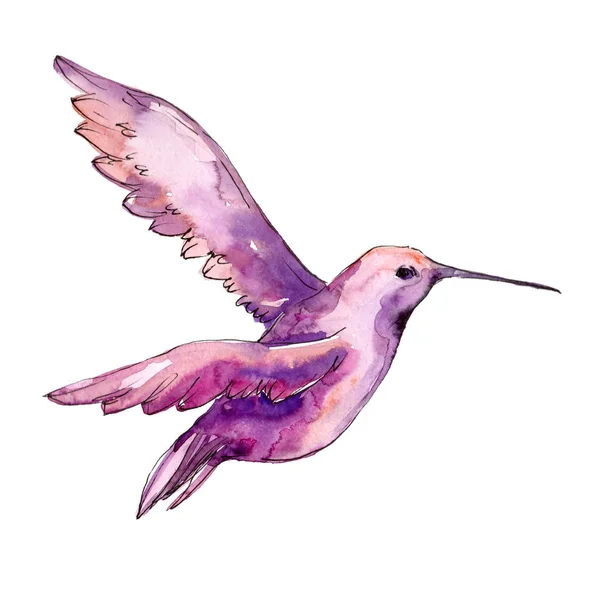 Bir yaban hayatı izole gökyüzü kuş colibri. Suluboya arka plan seti. İzole sinekkuşu illüstrasyon elemanı. — Stok fotoğraf