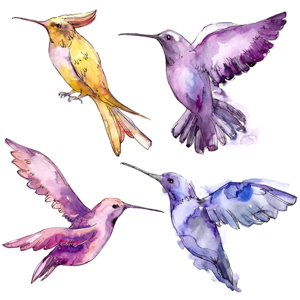 Sky bird colibri in a wildlife isolated. Watercolor background set. Isolated hummingbird illustration element. — Stock Photo, Image