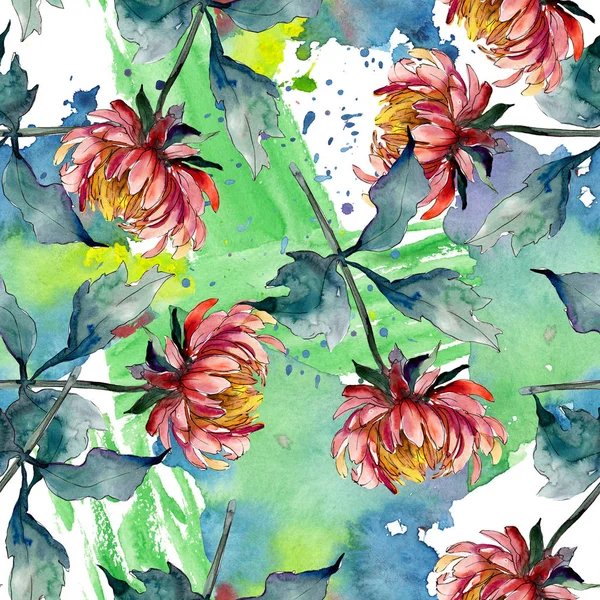 Aster flores botánicas florales. Conjunto de ilustración de fondo acuarela. patrón de fondo sin complicaciones . — Foto de Stock