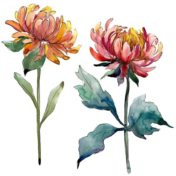 Aster bloemen botanische bloemen. Aquarel achtergrond illustratie instellen. Geïsoleerde asters illustratie element. — Stockfoto