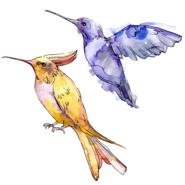 Sky bird colibri in a wildlife isolated. Watercolor background set. Isolated hummingbird illustration element. — Stock Photo, Image