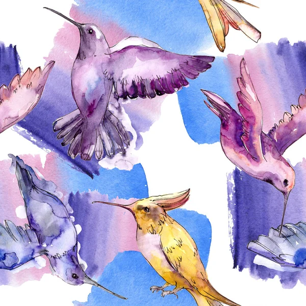 Niebo ptak Colibri w dzikiej przyrody na białym tle. Akwarela zestaw ilustracji tła. Płynny wzór tła. — Zdjęcie stockowe