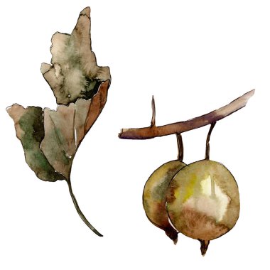 Bektaşi üzümü sağlıklı gıda izole. Suluboya arka plan illüstrasyon seti. İzole berry illüstrasyon elemanı.