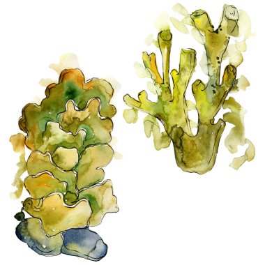 Renkli su altı doğa mercan resifi. Suluboya arka plan seti. İzole mercanlar illüstrasyon elemanı.