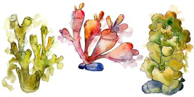 Renkli su altı doğa mercan resifi. Suluboya arka plan seti. İzole mercanlar illüstrasyon elemanı.