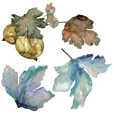 Bektaşi üzümü yeşil yaprakları izole. Suluboya arka plan illüstrasyon seti. İzole berry illüstrasyon elemanı.