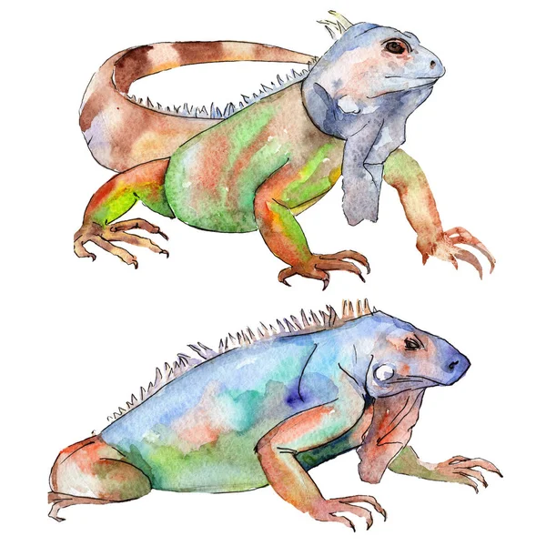 Binatang liar iguana eksotis. Set ilustrasi latar belakang cat air. Unsur ilustrasi reptilia terisolasi . — Stok Foto