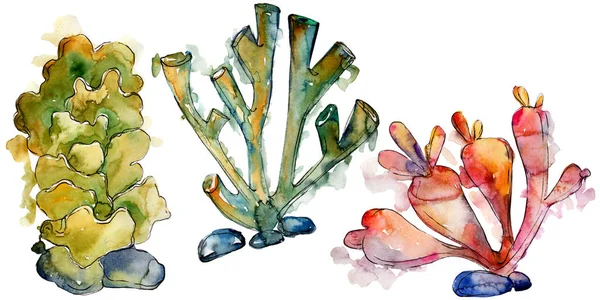 Színes vízi víz alatti természet korallzátonyok. Akvarell háttér meg. Izolált korallok illusztrációs elem. — Stock Fotó
