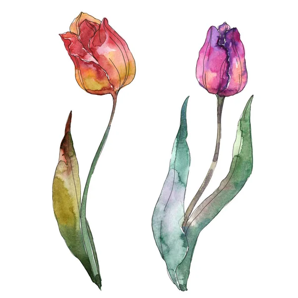 Tulpen blühende botanische Blumen. Aquarell Hintergrund Set vorhanden. isolierte Tulpen Illustrationselement. — Stockfoto