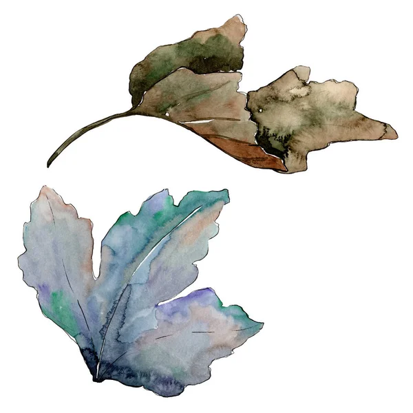 Gooseberry folhas verdes isoladas. Conjunto de ilustração de fundo aquarela. Elemento de ilustração de baga isolado . — Fotografia de Stock