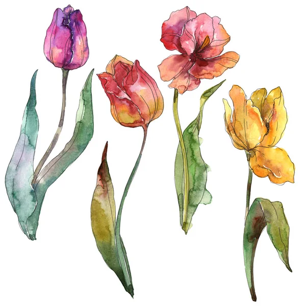 Tulpen blühende botanische Blumen. Aquarell Hintergrund Set vorhanden. isolierte Tulpen Illustrationselement. — Stockfoto