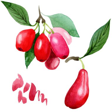 Kızılcık kırmızı meyve ve yeşil yaprakları. Suluboya arka plan illüstrasyon seti. İzole cornus mas illüstrasyon elemanı.