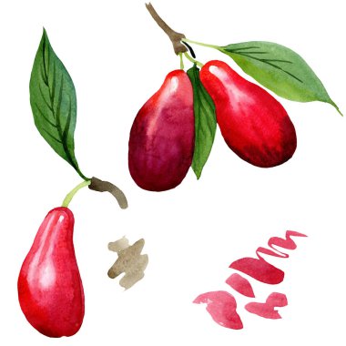 Kızılcık kırmızı meyve ve yeşil yaprakları. Suluboya arka plan illüstrasyon seti. İzole cornus mas illüstrasyon elemanı.