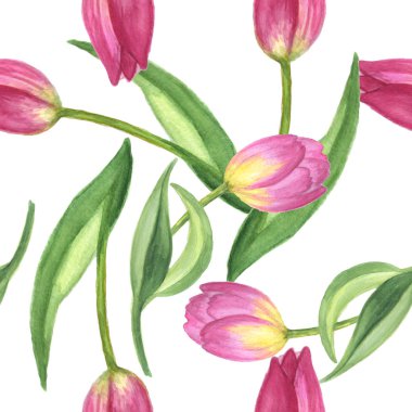 Mor lale çiçek botanik çiçek. Suluboya arka plan illüstrasyon seti. Kesintisiz arka plan deseni.