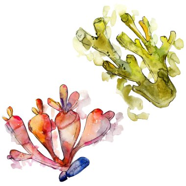 Renkli su altı doğa mercan resifi. Suluboya arka plan seti. İzole mercanlar illüstrasyon elemanı.