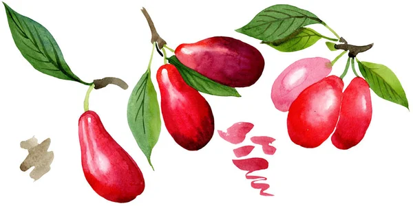 Hartriegel rote Früchte und grüne Blätter. Aquarell Hintergrundillustration Set. isoliertes cornus mas Illustrationselement. — Stockfoto