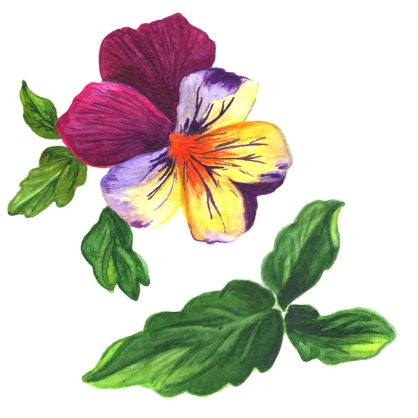 Viola flor botânica floral. Conjunto de ilustração de fundo aquarela. Isolado elemento ilustração viola . — Fotografia de Stock