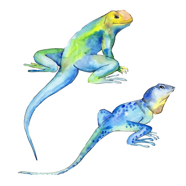 Binatang liar iguana eksotis. Set ilustrasi latar belakang cat air. Unsur ilustrasi reptilia terisolasi . — Stok Foto