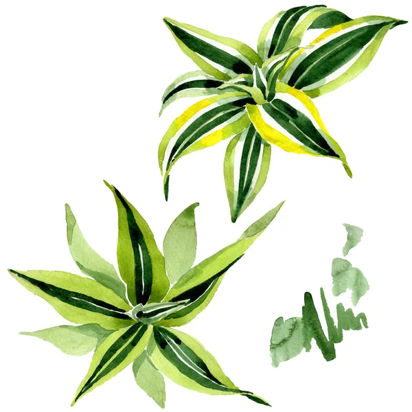 Dracena green leaves. Leaf plant floral foliage. Watercolor background set. Isolated dracena illustration element. — Stock Photo, Image