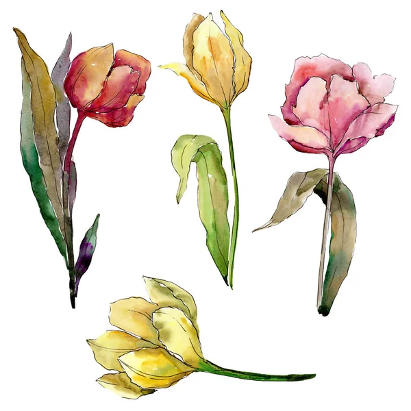 Lale çiçek botanik çiçekleri. Suluboya arka plan illüstrasyon seti. İzole laleler illüstrasyon elemanı.