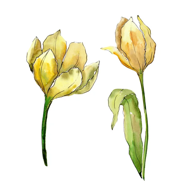 Tulipa flores botânicas florais. Conjunto de ilustração de fundo aquarela. Isolado tulipas ilustração elemento . — Fotografia de Stock