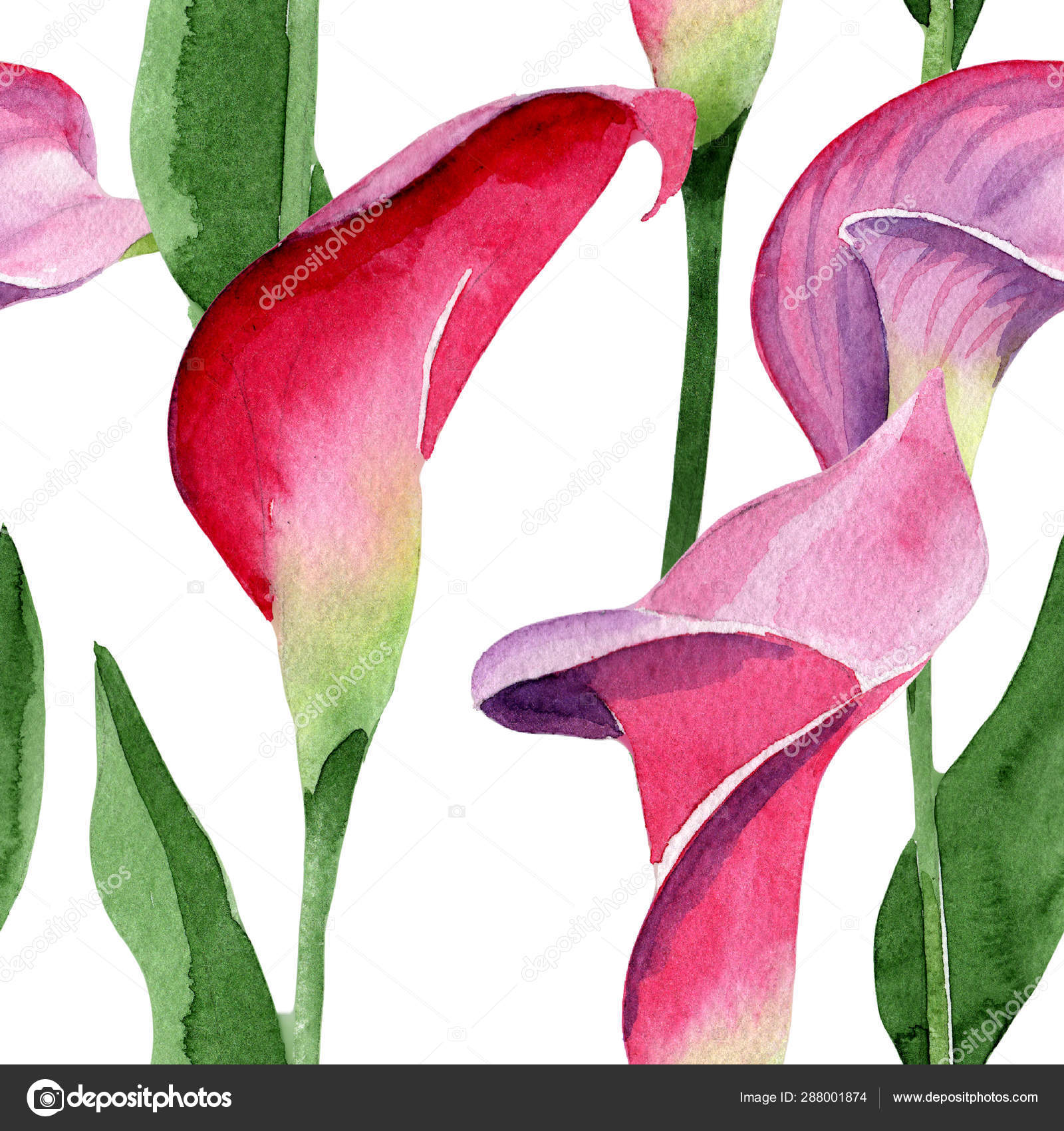 粉红色的卡拉花卉植物花 水彩背景插图集 无缝背景模式 图库照片 C Mystocks