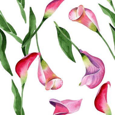 Pembe calla çiçek botanik çiçek. Suluboya arka plan illüstrasyon seti. Kesintisiz arka plan deseni.