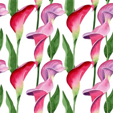 Pembe calla çiçek botanik çiçek. Suluboya arka plan illüstrasyon seti. Kesintisiz arka plan deseni.