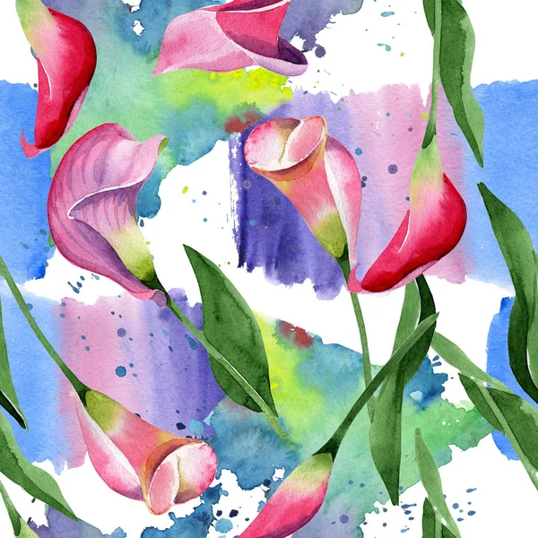 Pembe calla çiçek botanik çiçek. Suluboya arka plan illüstrasyon seti. Kesintisiz arka plan deseni.