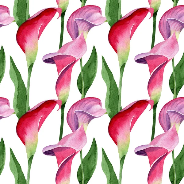 Pembe calla çiçek botanik çiçek. Suluboya arka plan illüstrasyon seti. Kesintisiz arka plan deseni.