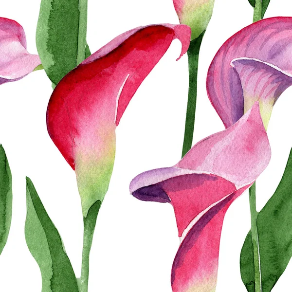 Pembe calla çiçek botanik çiçek. Suluboya arka plan illüstrasyon seti. Kesintisiz arka plan deseni.