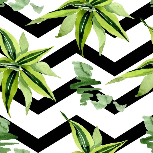 Ντράινα πράσινα φύλλα. Φυλλώδη βοτανικά φυτά λουλουδιών. Σετ εικονογράφησης. Ομαλή μοτίβο φόντου. — Φωτογραφία Αρχείου