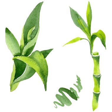 Bambu yeşil yaprakları. Suluboya arka plan illüstrasyon küme. İzole bambu illüstrasyon öğesi.