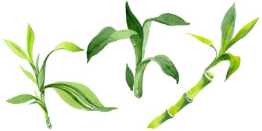 Bambu yeşil yaprakları. Suluboya arka plan illüstrasyon küme. İzole bambu illüstrasyon öğesi.