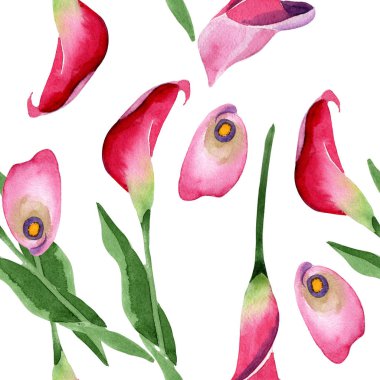 Pembe calla çiçek botanik çiçek. Suluboya arka plan illüstrasyon seti. Kesintisiz arka plan deseni.