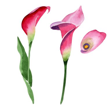 Pembe calla çiçek botanik çiçek. Suluboya arka plan illüstrasyon seti. Yalıtılmış calla illüstrasyon öğesi.