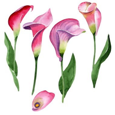 Pembe calla çiçek botanik çiçek. Suluboya arka plan illüstrasyon seti. Yalıtılmış calla illüstrasyon öğesi.