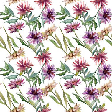 Aster çiçek botanik çiçekler. Suluboya arka plan illüstrasyon seti. Kesintisiz arka plan deseni.