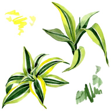 Dracena yeşil yaprakları. Yaprak bitki çiçek yaprakları. Suluboya arka plan seti. İzole dracena illüstrasyon elemanı.