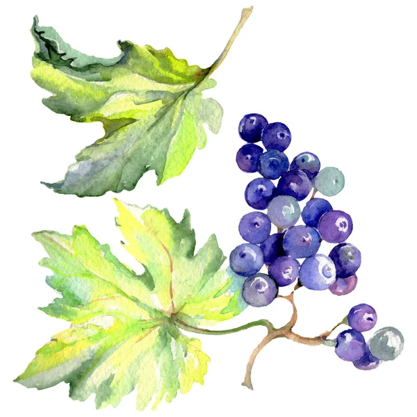 Grape berry hälsosam mat i akvarell stil isolerade. Akvarell bakgrunden set. Isolerade frukt illustration element. — Stockfoto