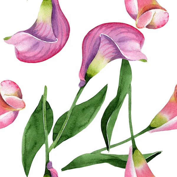 Pembe calla çiçek botanik çiçek. Suluboya arka plan illüstrasyon seti. Kesintisiz arka plan deseni.