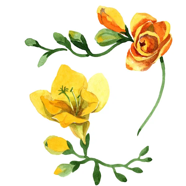 노란색 프리지아 꽃 식물 꽃입니다. 수채화 b ackground 일러스트 세트입니다. 고립 프리지아 일러스트 요소. — 스톡 사진
