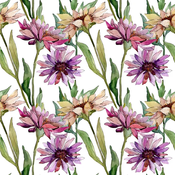 Aster flores botánicas florales. Conjunto de ilustración de fondo acuarela. Patrón de fondo sin costuras . — Foto de Stock